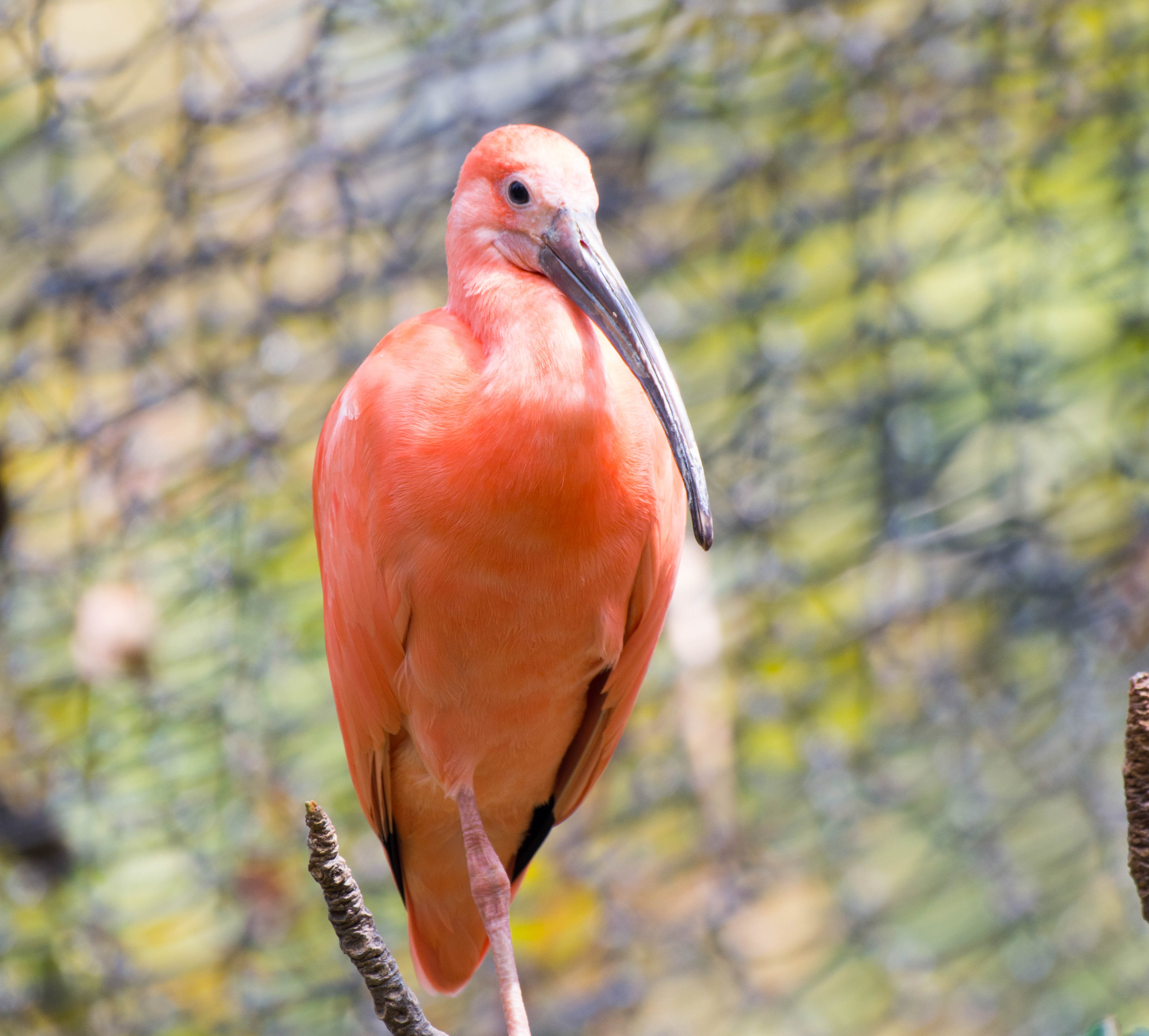 Scarlet Ibis